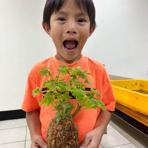 苔球