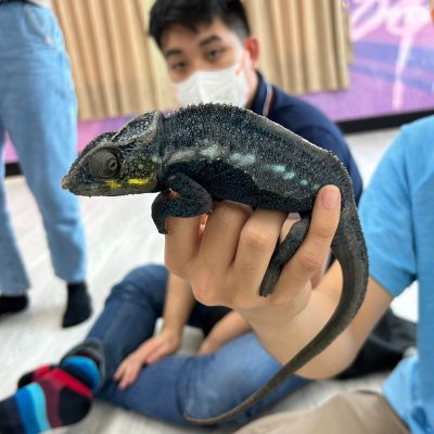 爬蟲家族大不同－變色龍+鬆獅蜥+肥尾守宮+彼得石龍子