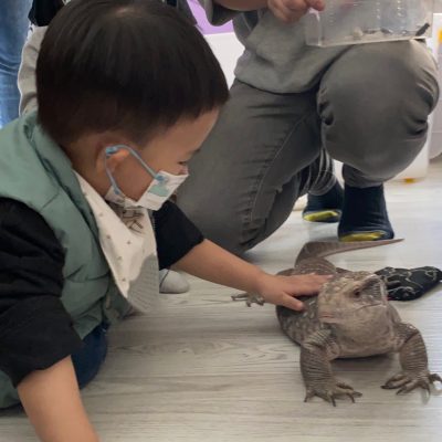 誰長得比較大？【守宮、鬃獅蜥、草原巨蜥】