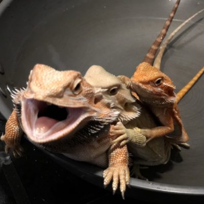 誰跑得比較快【烏龜、球蟒、鬃獅蜥】