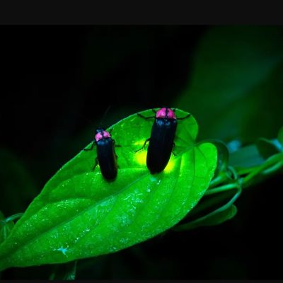 來去認識火金姑~特別賞螢+夜觀
